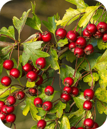 Hawthorn Berries